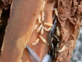 临湘白蚁防治公司分享夏季高温高湿，读懂白蚁分飞的底层逻辑与家庭防护方案
